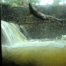 館内の遡上見学コーナー