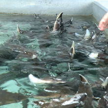 チョウザメ指パックンコーナー