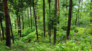 紫陽花咲く天上山