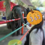 ドゥシット動物園☆ﾊﾞﾝｺｸ市内で象とふれあえる場所