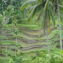 日本人が昔この農法を教えたらしいです。