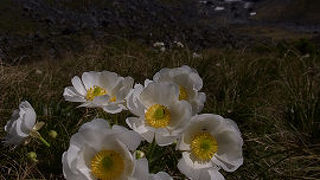 道路から見えるマウントクックリリー