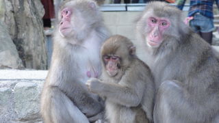 猿が足元を歩く！