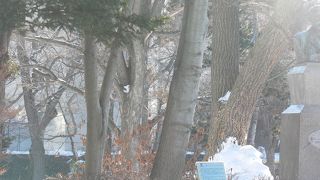 北海道大学内クラーク博士像が5箇所に在るそうです・・・・・・・・探してみよう＾０＾