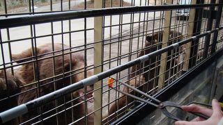 富士サファリパーク