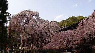 奈良で最初に咲く枝垂れ桜