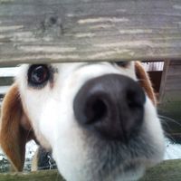 ﾍﾟｯﾄのビーグルがお迎え