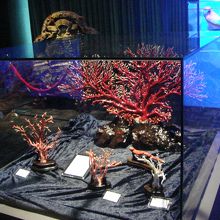 帰りに必ず通る珊瑚攻撃