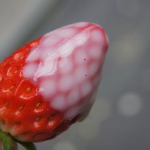 練乳をつけていただきま〜す！