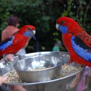 野生の鳥とのふれあいが楽しい！