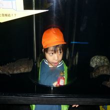 水槽の中にはいって中をみれるなんておもしろいですよね