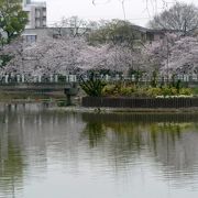 花見の名所として知られている万代池 