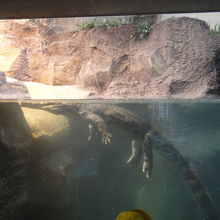 ワニ、水の中はこんなにだらんとしてます。