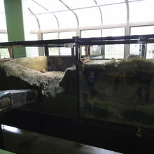 プレーリードック