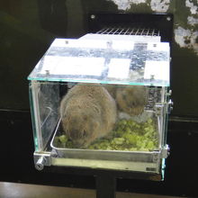 プレーリードック、箱の中に餌を食べにくるので、近くでみれます