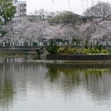 花見の名所として知られている万代池