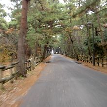 松原を自転車で疾走。