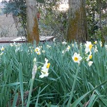 そんなに広い境内ではありませんが、水仙が咲いていました