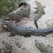 サムットプラカン クロコダイル・ファーム＆ズー(Samutprakan Crocodile Farm & Zoo)