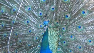 クジャクが飛んだ！