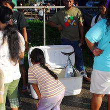 マグロ1本などデデドの朝市ならではの地元密着商品