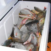 鮮魚、テデドの朝市ならではの地元密着商品 