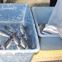 鮮魚、テデドの朝市ならではの地元密着商品 
