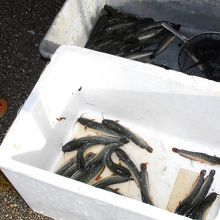 ナマズ鮮魚、テデドの朝市ならではの地元密着商品 