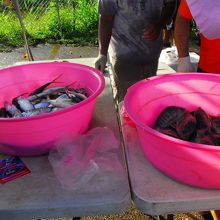 ミルクフィッシュ鮮魚、テデドの朝市ならではの地元密着商品 