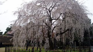 美しいしだれ桜
