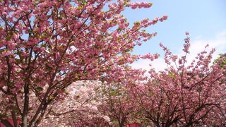 桜の饗宴