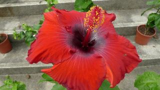 マレーシアを象徴する花がハイビスカス