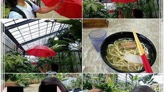 傘をさすと蝶々が寄ってきます