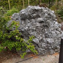 カリンの花も咲いている。