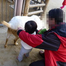 動物たちに触れ合えます♪