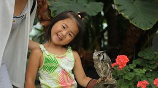 ふくろうを触れる。一緒に撮影