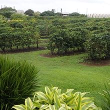 ビジター・センター裏手のコーヒー園は見学できます。