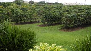 Kauai Coffee Company Visitor Center