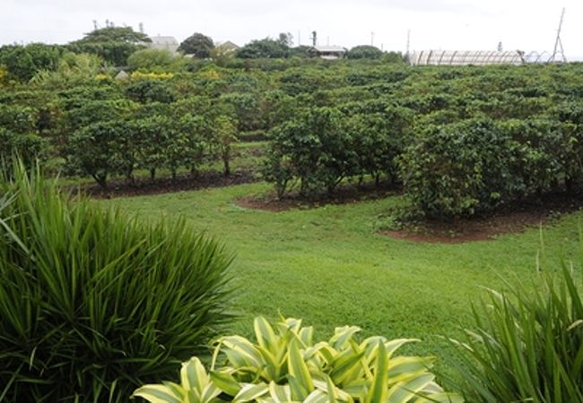 Kauai Coffee Company Visitor Center