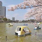 冬は渡り鳥、春は桜