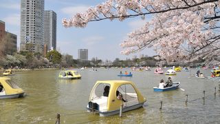 冬は渡り鳥、春は桜
