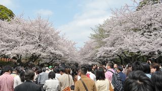 東京を代表する公園