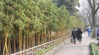 竹林がいいです