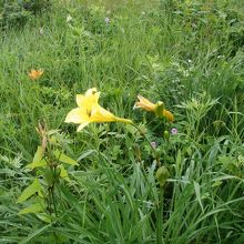 小清水原生園のユリ