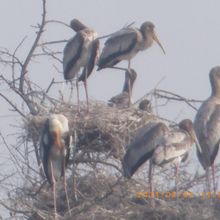 コウノトリが巣をそこらじゅうに作っています。