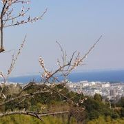 辻村植物園は「海が見える梅園」です。