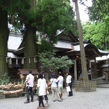 夫婦杉。ここからでは分かりにくいですが、根は繋がってます。