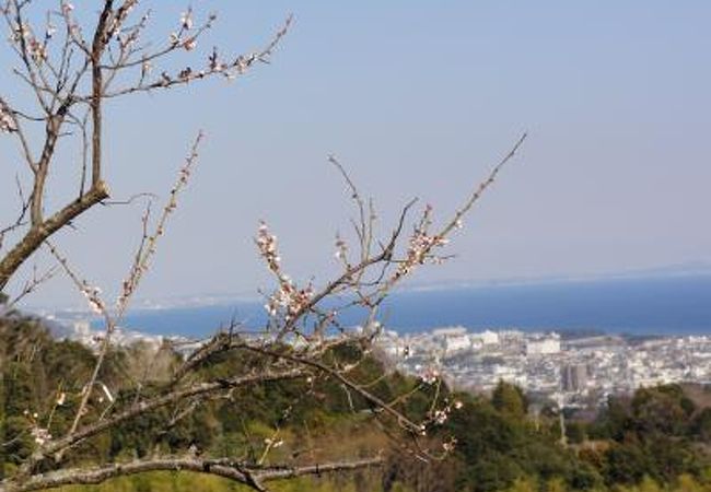 辻村植物園は「海が見える梅園」です。