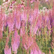 色々なお花が咲き誇ります