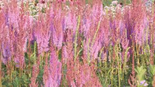 クラウドゲートと植物園は外せません！